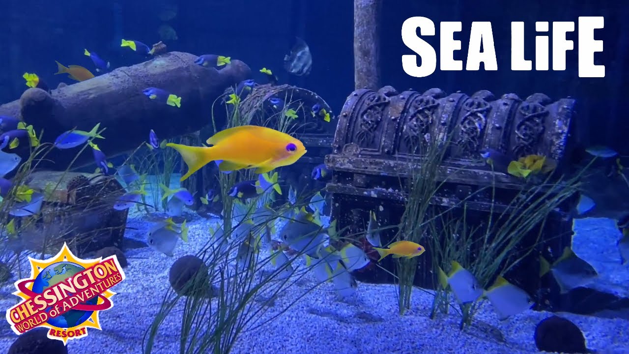 Chessington World of Adventures и SEA LIFE аквариума
